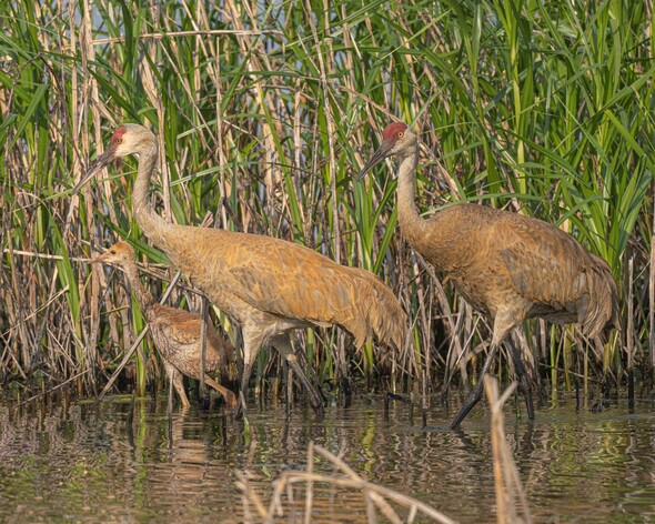 A closeup photo of two adult sandhill cranes and one colt wading in water at a marsh.