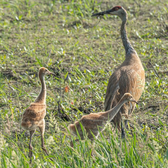 A adult with two sandhill cranes standing.