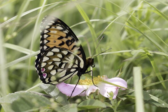 Regal fritillary butterfly for news release