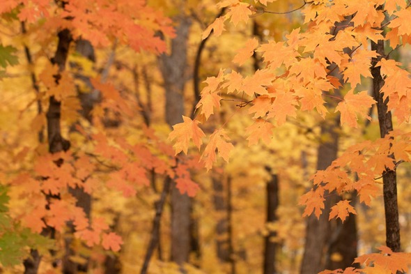 Sugar Maple leaves change color in fall