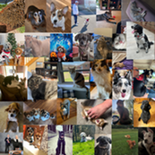 Collage of the DHEWD pets