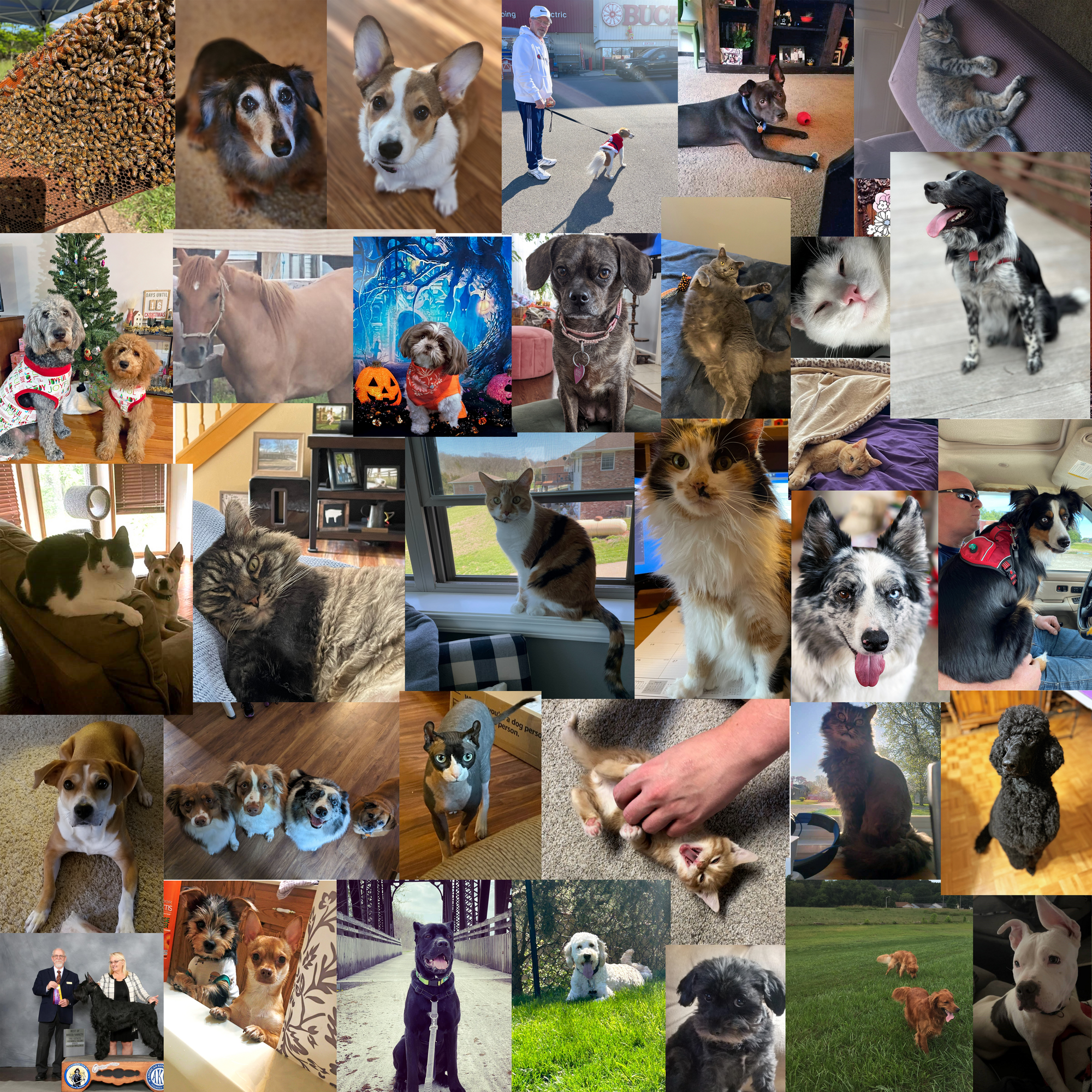 Collage of the DHEWD pets