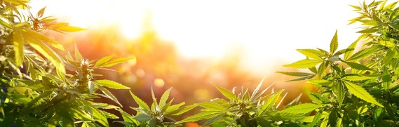 Logo and Cannabis Leaf Photo
