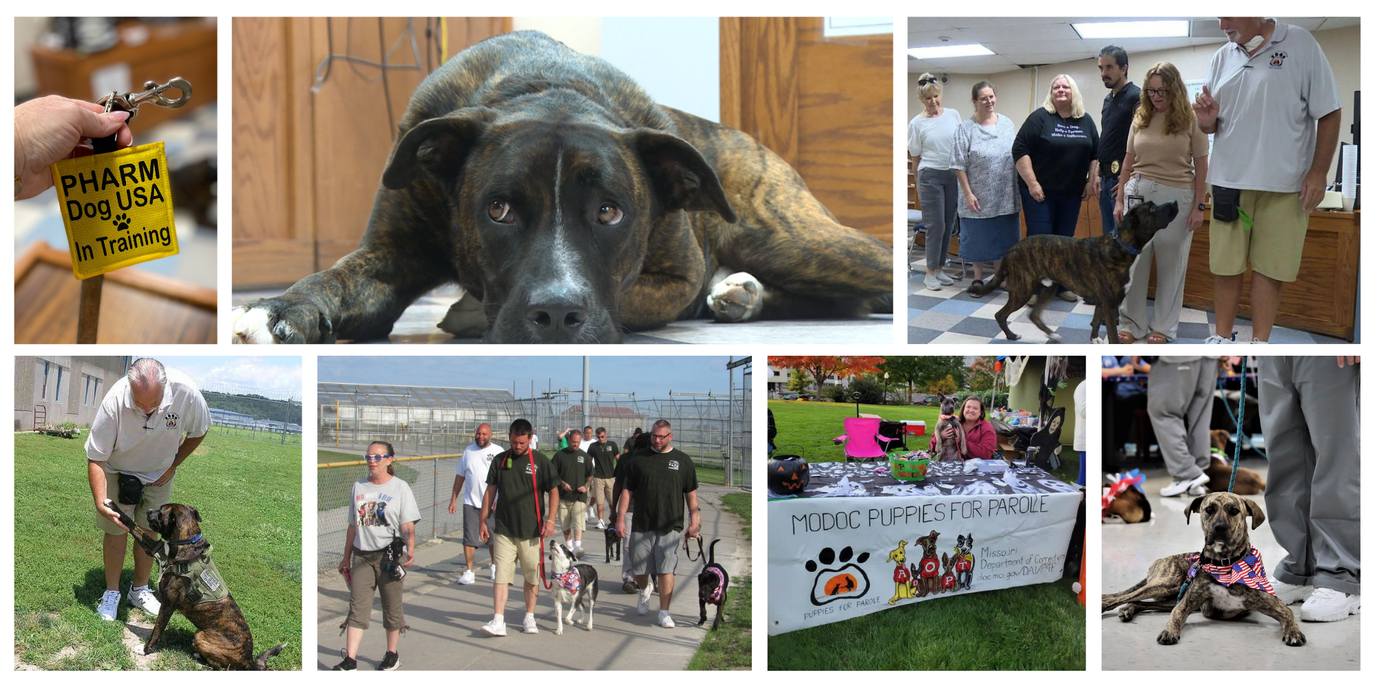 25 Things: We helped rescue dogs find new jobs. Photo collage - Puppies for Parole dogs, PHARM dog and dog-demonstration events