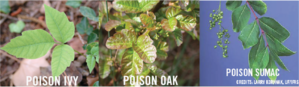 Poison Plants