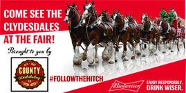 Budweiser Ad