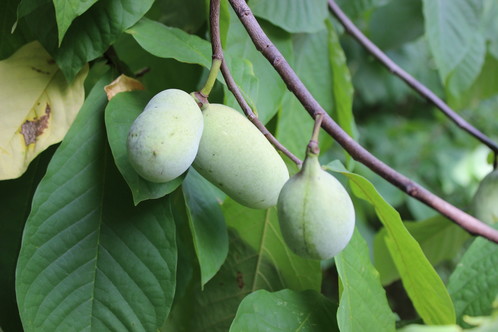 specialty-crop-pawpaw