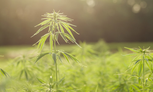 Hemp