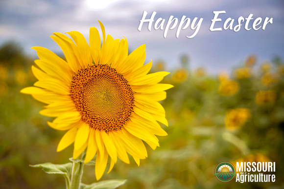 Easter Graphic