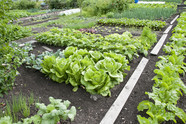 Garden vegetable plants