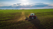 cover crop