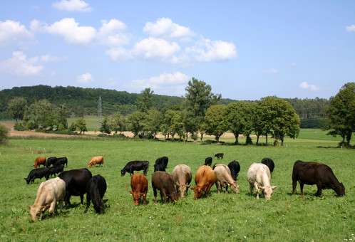 cows and pasture