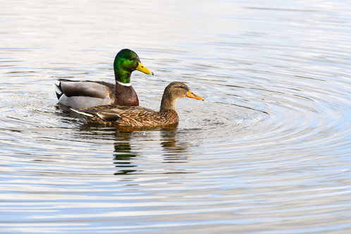 waterfowl