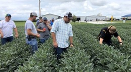 MU extension employees lead farmers through a corn field as they begin the strip testing course