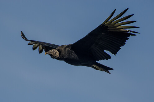 Black vulture