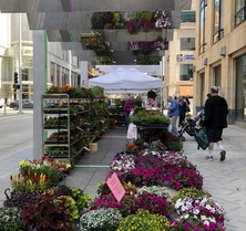 photo of the farmers market