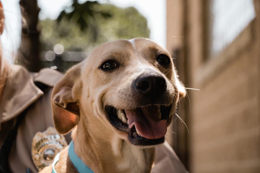 Smiling dog at Minneapolis Animal Care & Control