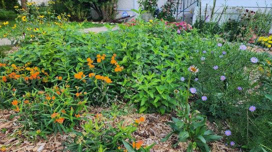 a "No-mow" lawn showing native plants and wildflowers
