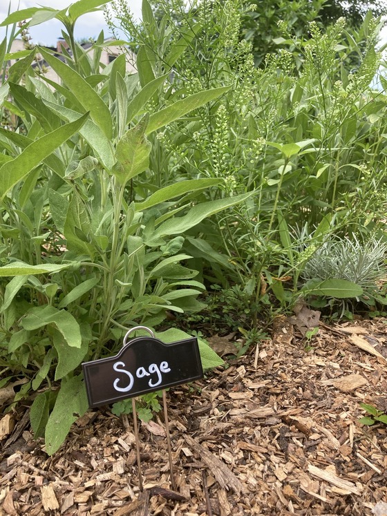 Picture of sage growing in a garden.