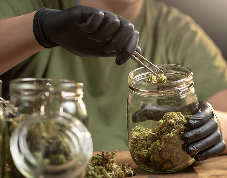 cannabis buds in a jar