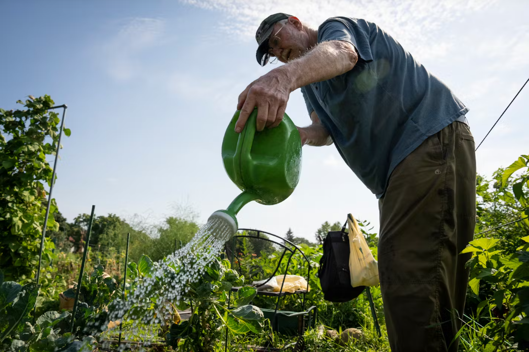 Jeff Loesch waters carrot plants in his plot at Dowling Community Gardens in Minneapolis