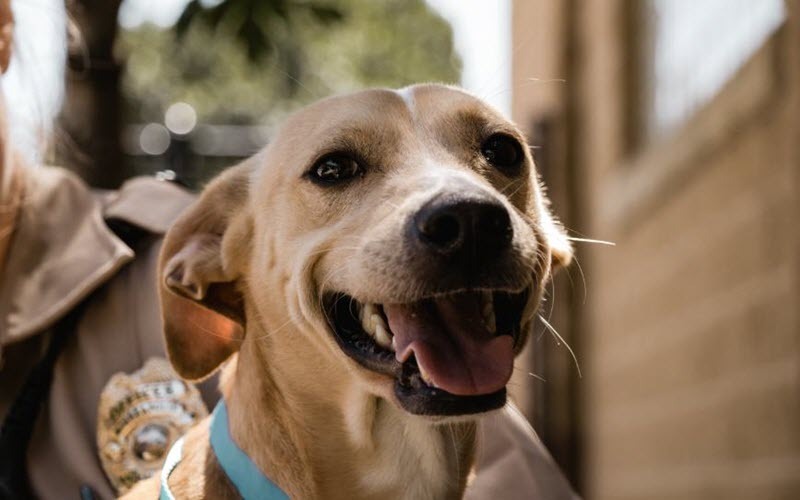 animal care and control 