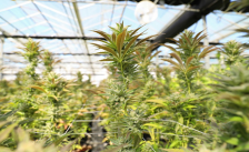 a bunch of cannabis plants growing in a greenhouse