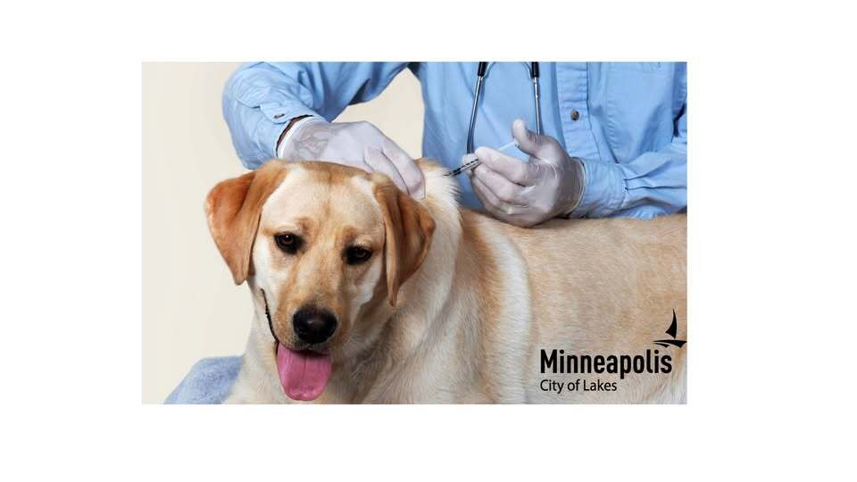 A sweet yellow dog getting a vaccination
