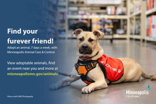 A tan dog in a red “Adopt Me” vest lies in a pet store aisle. Text: “Find your furever friend!”