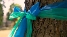 Blue and green ribbons tied around a tree trunk.