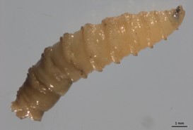 Screwworm