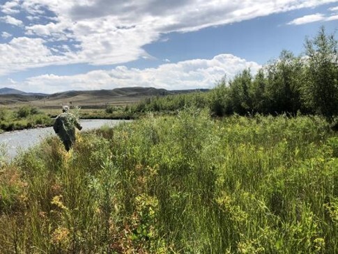A view from the banks of Clark Fork River
