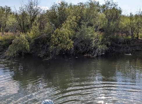 An example of overhanging shrubs to be preserved