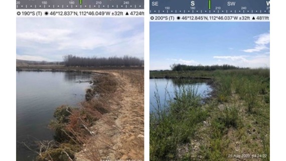 Left, a photo of brush matrix streambank treatment upon implementation. Right, the same streambank two growing seasons later.