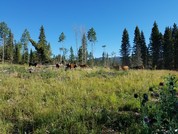 forest cows