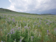 scenic lupine