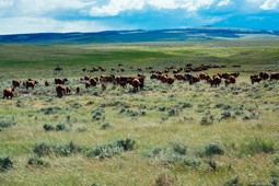 red cows range