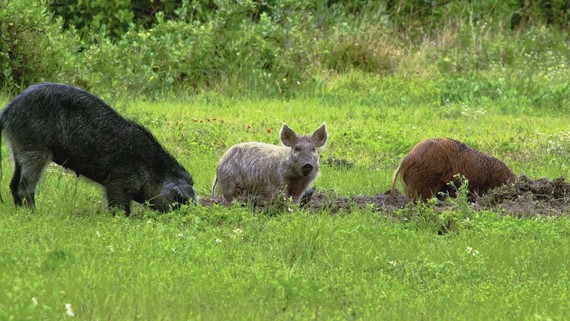 Feral swine, also called wild pigs, destroy native plants, animals, and precious habitats. NASA/USDA
