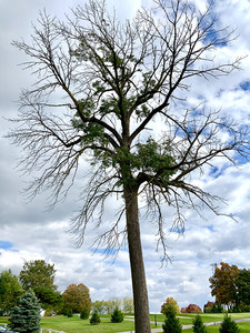 Ash Borer Tree