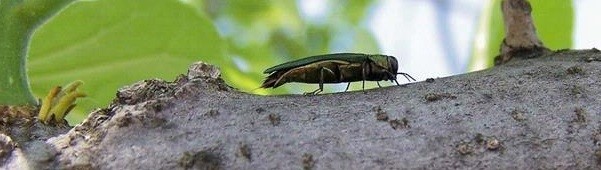 Emerald Ash Borer on branch