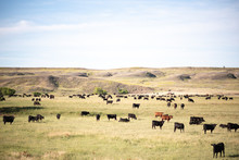 rangeland cows