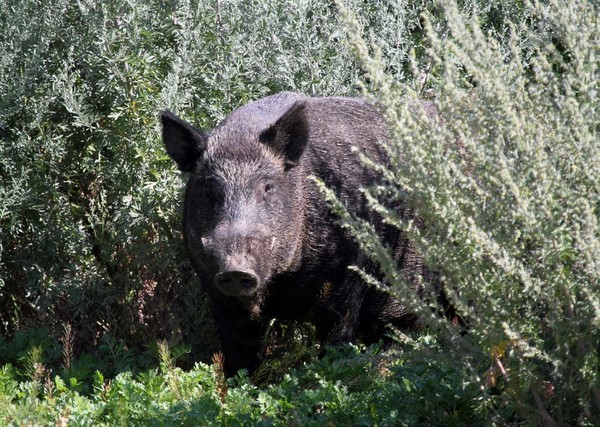 Wild boar
