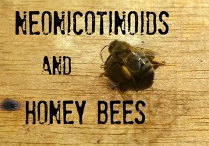Neonics and Bees