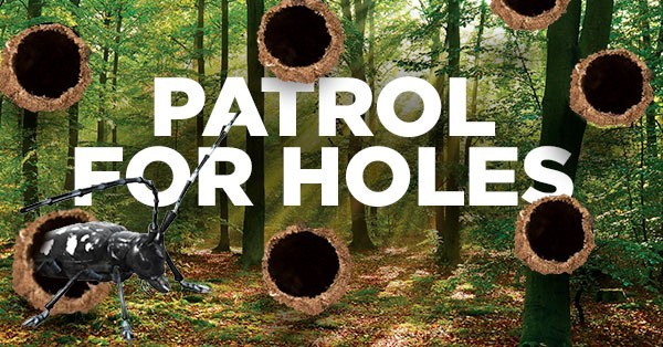 Patrol for Holes