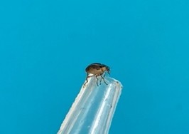 Adult Weevil on pipette tip.  Photo by Hannah Hoff