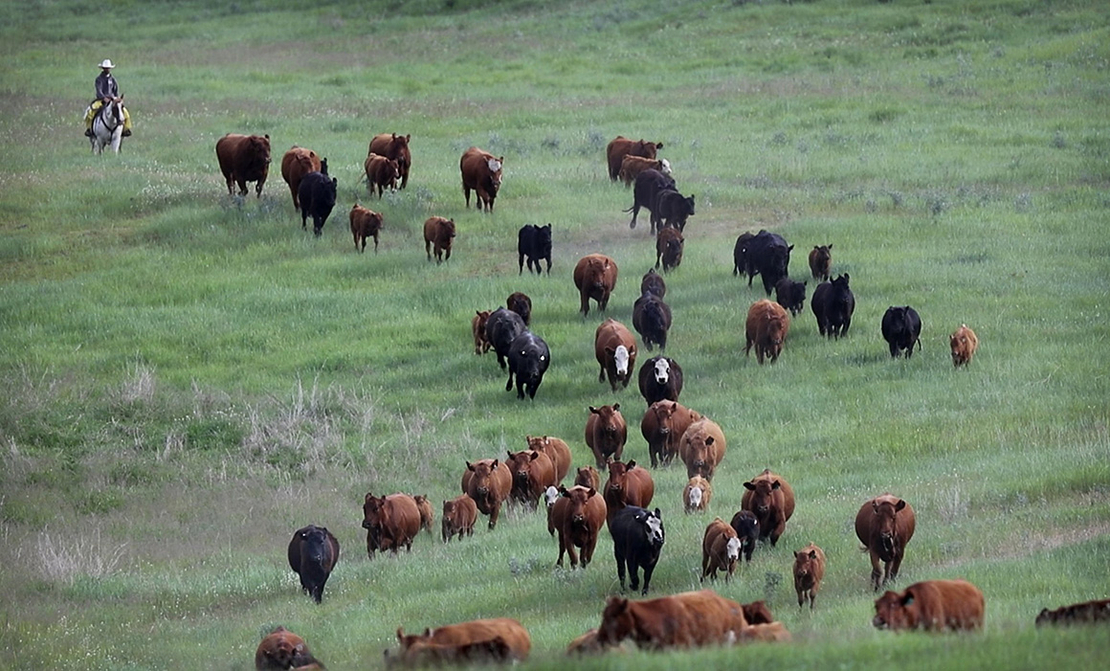 2017 moving cattle