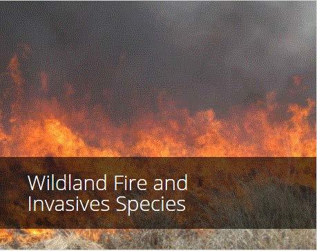 Wildlife Fire and Invasive Species Video