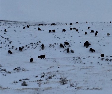 Cows on the Winter Range