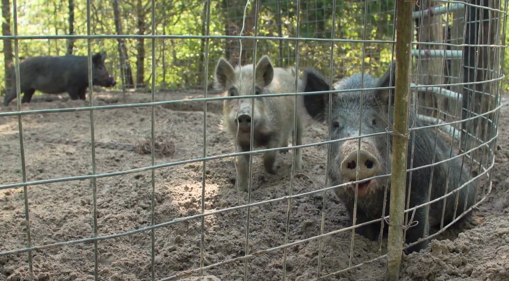 Feral Swine outdoor report