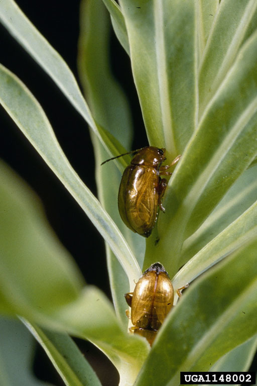 leafy spurge flea beetle